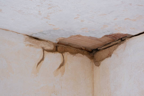 Best Water damage contractors near me  in Roseland, NJ